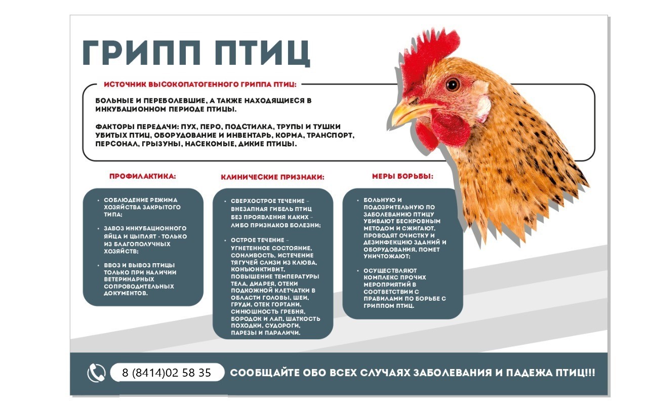 Грипп птиц! Грипп птиц!