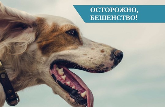 Осторожно, бешенство! Осторожно, бешенство!