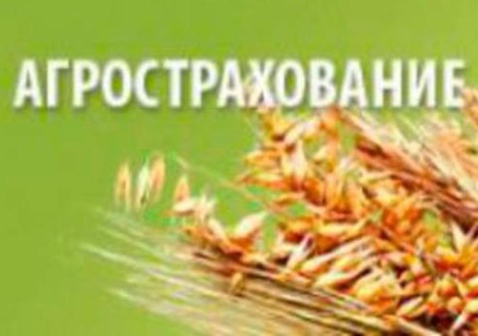 Объявлен отбор получателей субсидии на возмещение части затрат на уплату страховых премий, начисленных по договорам сельскохозяйственного страхования в области растениеводства