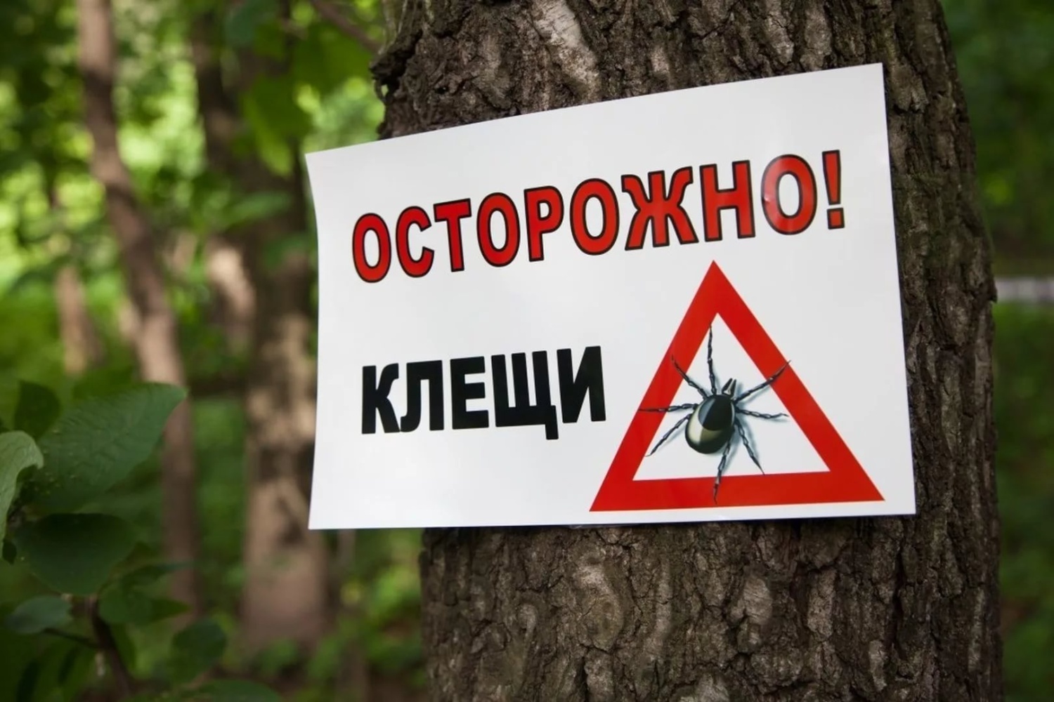 Осторожно клещи