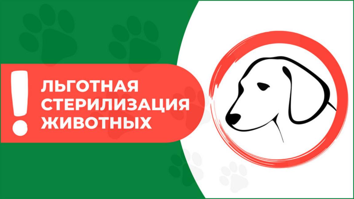 Льготная стерилизация собак  