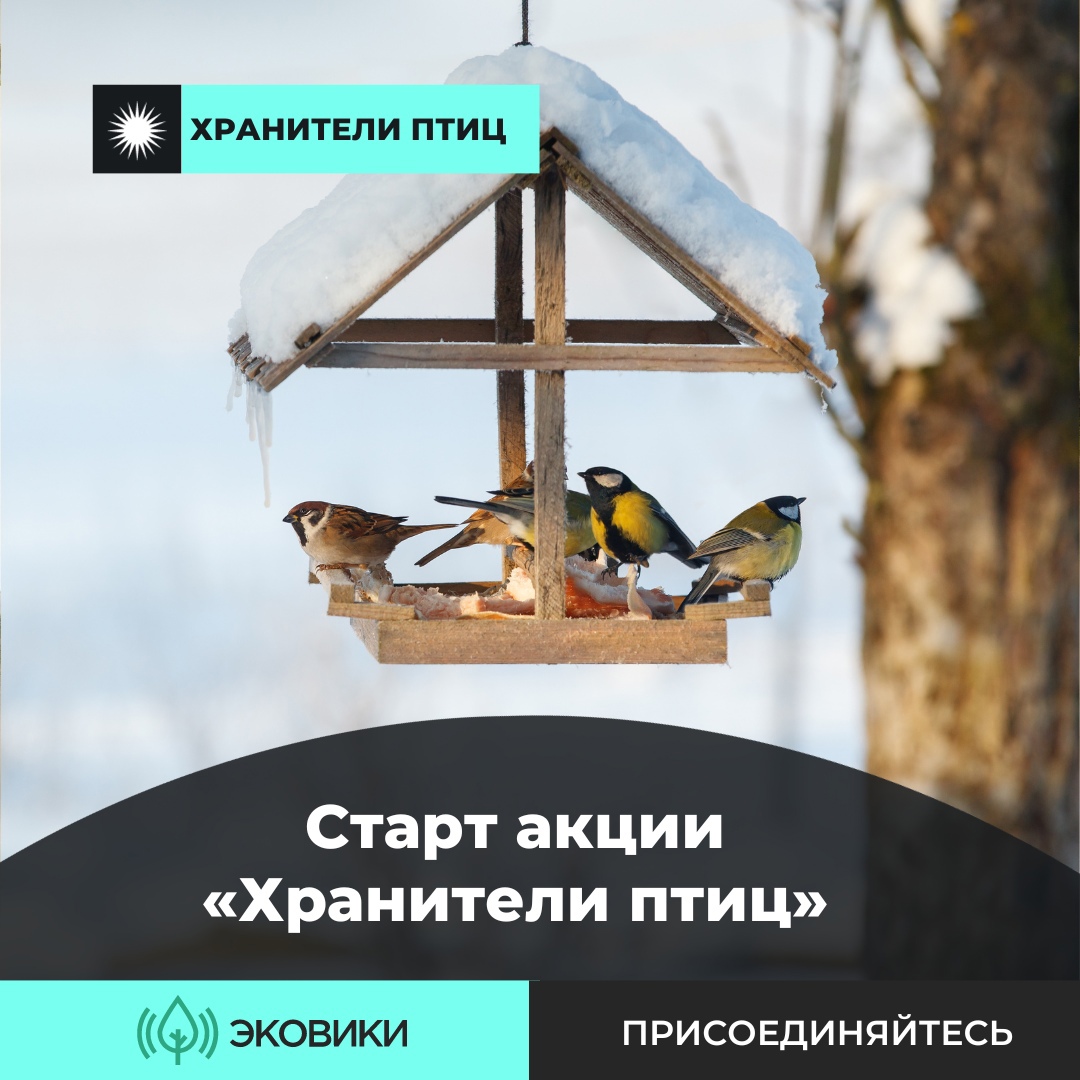 Как сделать правильную кормушку и помочь пернатым зимой: стартовала акция «Хранители птиц»  