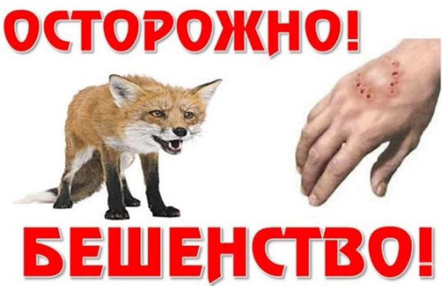 Бешенство