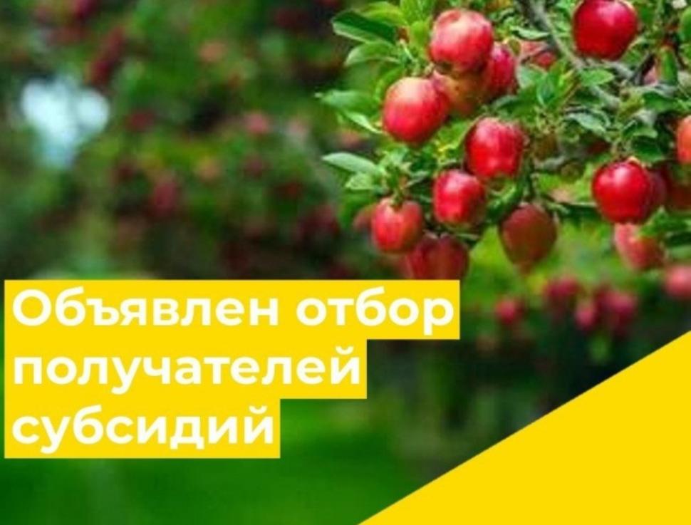 Объявлен отбор получателей субсидий на закладку многолетних насаждений