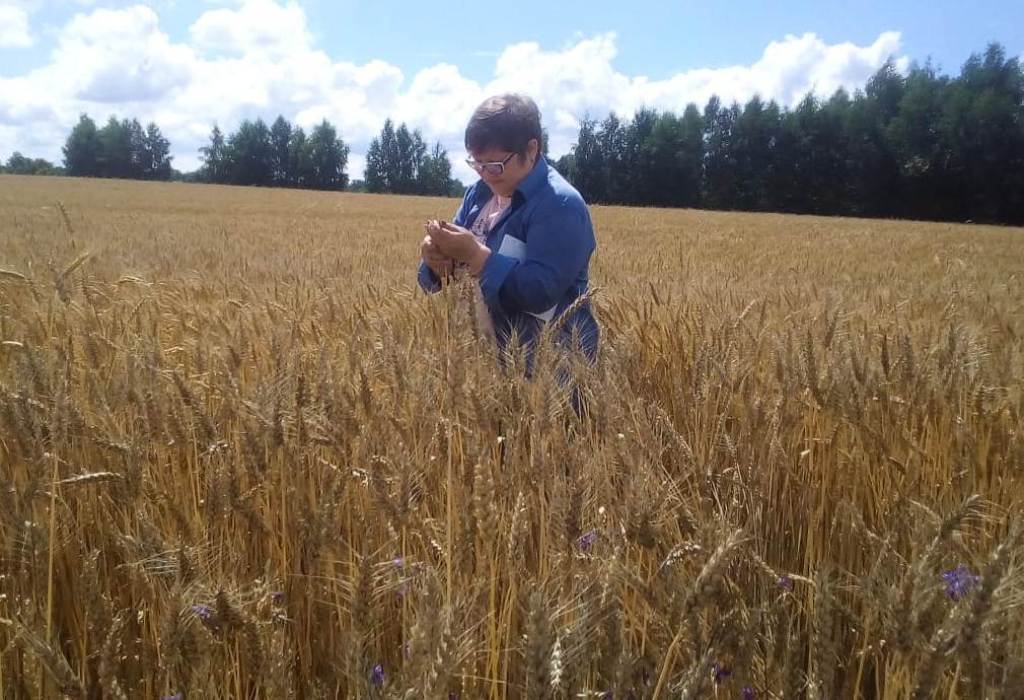 В хозяйствах района началась апробация и регистрация озимых и зернобобовых культур В хозяйствах района началась апробация и регистрация озимых и зернобобовых культур