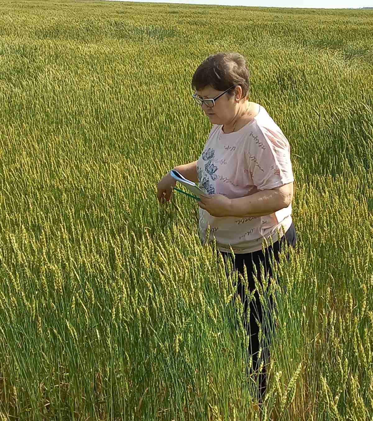 Продолжается апробация и регистрация озимых культур Продолжается апробация и регистрация озимых культур