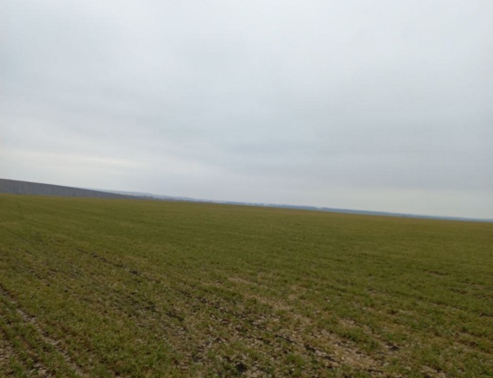 В сельскохозяйственных предприятиях проведено обследование озимых культур