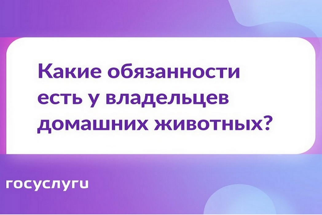 Что вы должны или не можете делать, если есть питомец