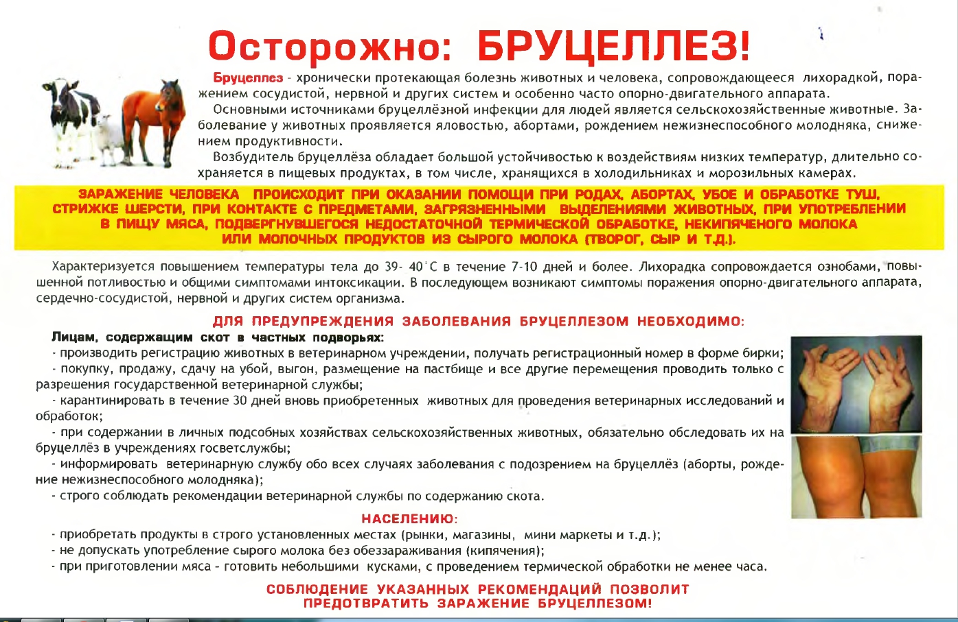 Эпизоотическая ситуация по бруцеллёзу животных на территории Пензенской области остается напряжённой