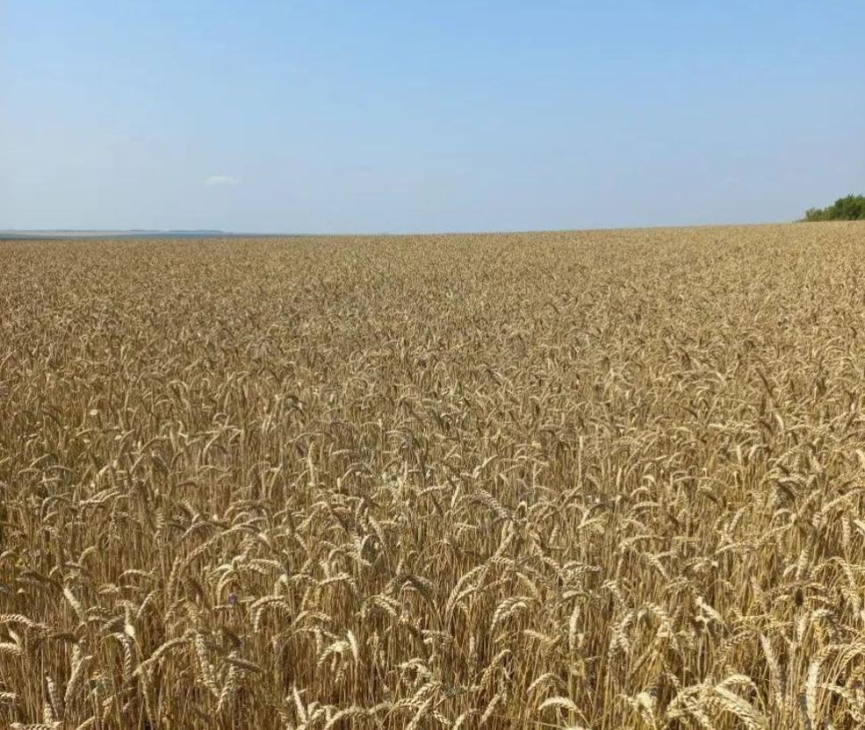 В хозяйствах района проводится апробация семенных участков озимых культур