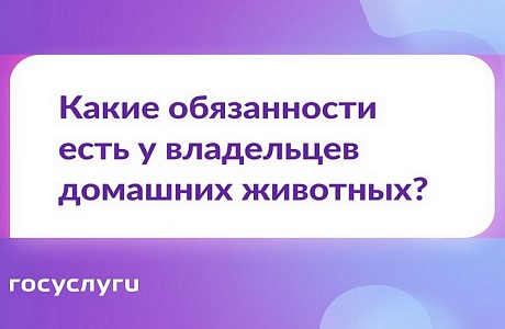 Что вы должны или не можете делать, если есть питомец