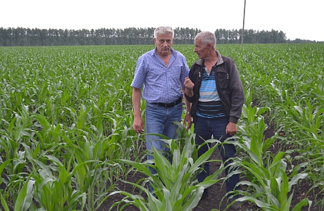 Состояние посевов кукурузы на зерно  в хозяйстве ООО «ДЦ Агро»  