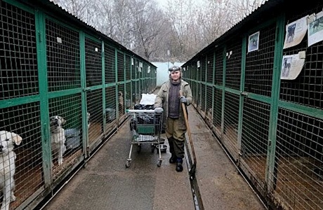 Мероприятия по отлову и содержанию животных без владельцев в 2024 году было выполнены в полном объеме Мероприятия по отлову и содержанию животных без владельцев в 2024 году было выполнены в полном объеме