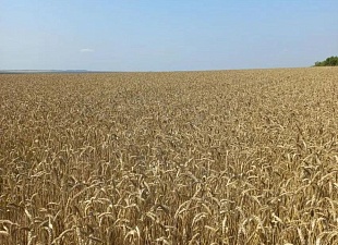 В хозяйствах района проводится апробация семенных участков озимых культур