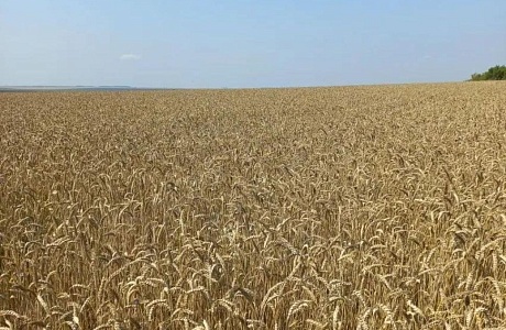 В хозяйствах района проводится апробация семенных участков озимых культур