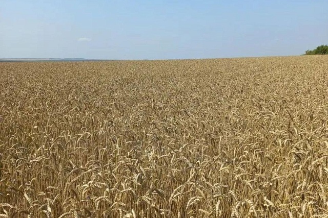 В хозяйствах района проводится апробация семенных участков озимых культур