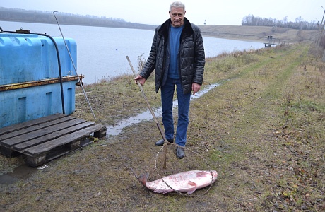 Производство товарной рыбы в Бессоновском районе