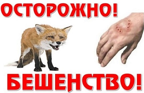 Бешенство