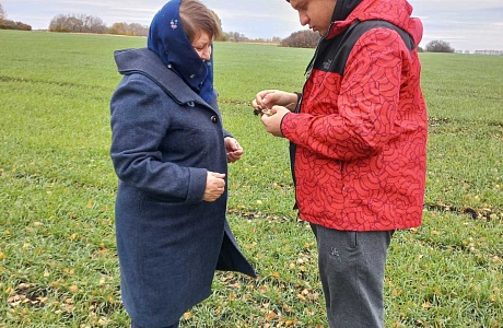 В хозяйствах района проведено обследование озимой пшеницы