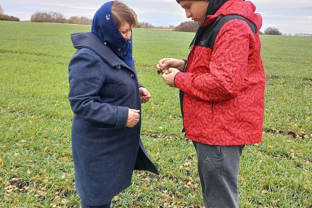 В хозяйствах района проведено обследование озимой пшеницы