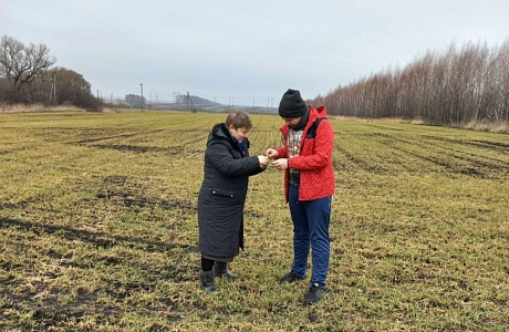 В хозяйствах района проведено обследование полей озимых культур 