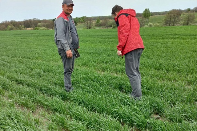 В хозяйствах района проведено обследование полей озимых культур  