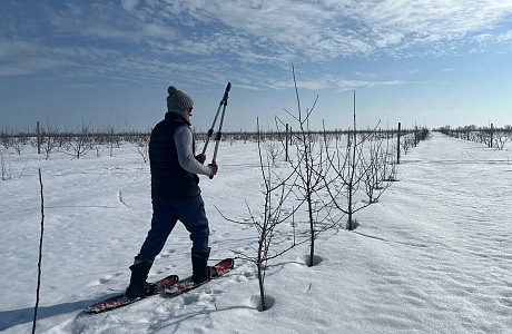 В ООО «Сады Суры» идет обрезка деревьев