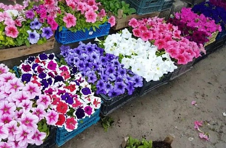 Жителей Бессоновского района приглашают приобрести всё для сада, огорода и дачных работ