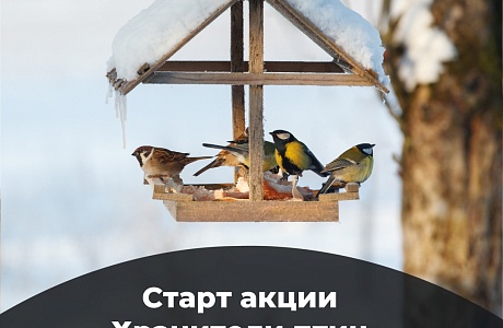 Как сделать правильную кормушку и помочь пернатым зимой: стартовала акция «Хранители птиц»  