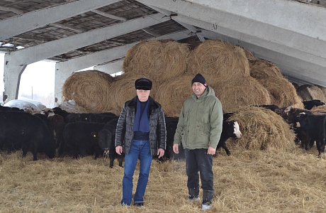 В хозяйстве Джуры Нусратова ожидается отел коров
